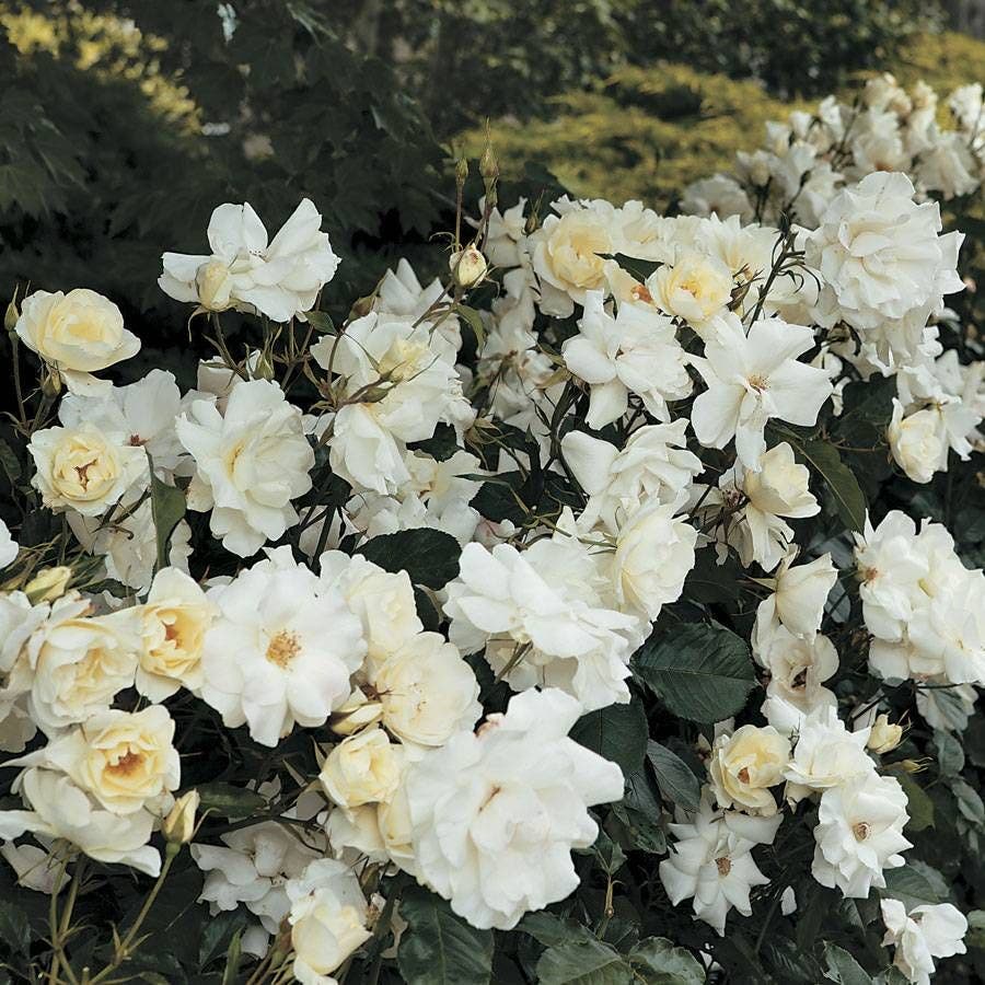 Rosa White Simplicity