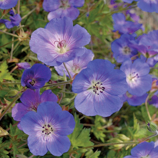 Geranium 'Rozanne'