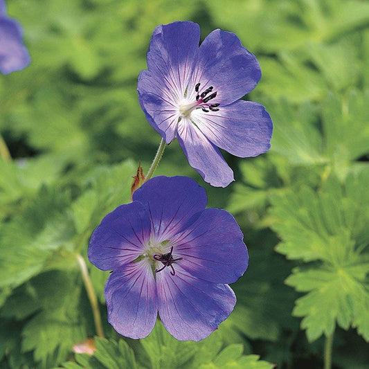 Geranium 'Rozanne'