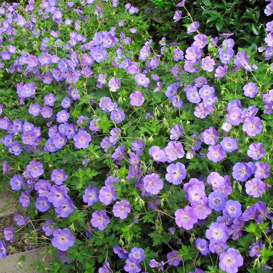 Geranium 'Rozanne'