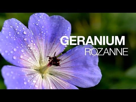 Geranium 'Rozanne'