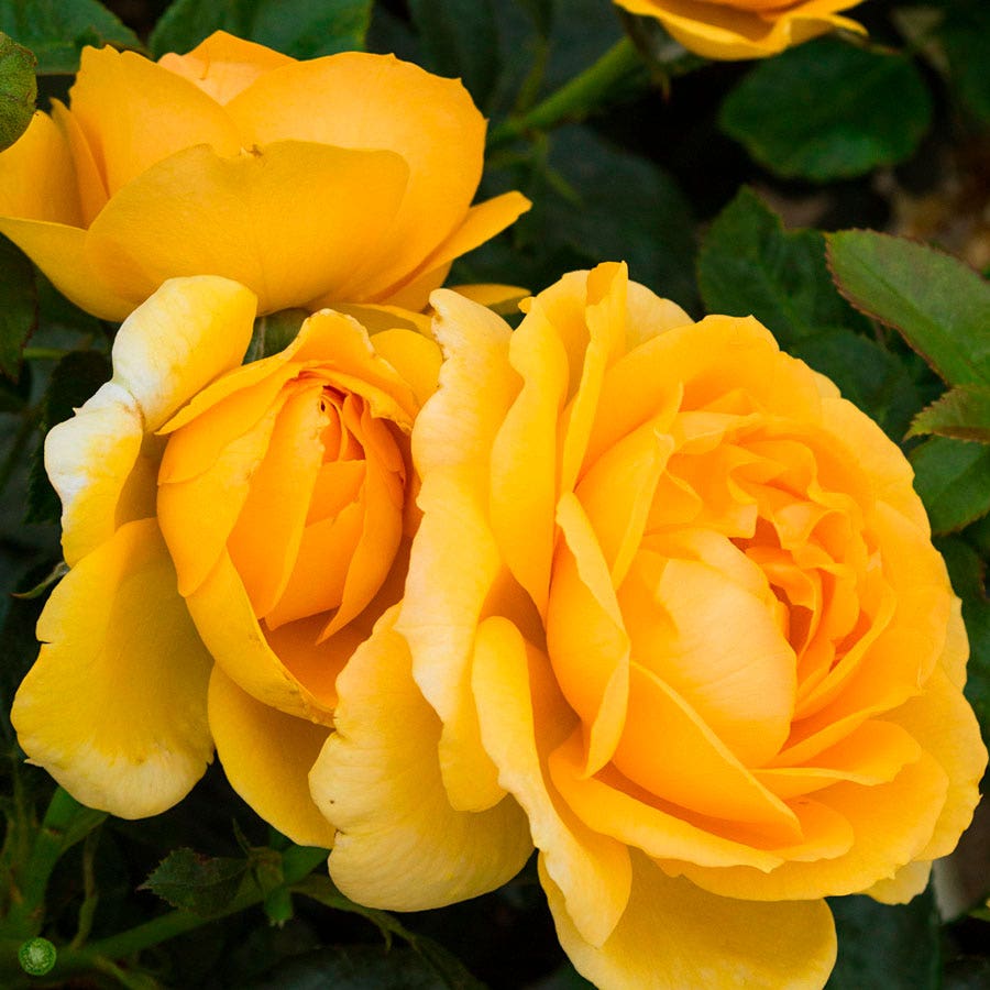 Rosa Soaring to Glory