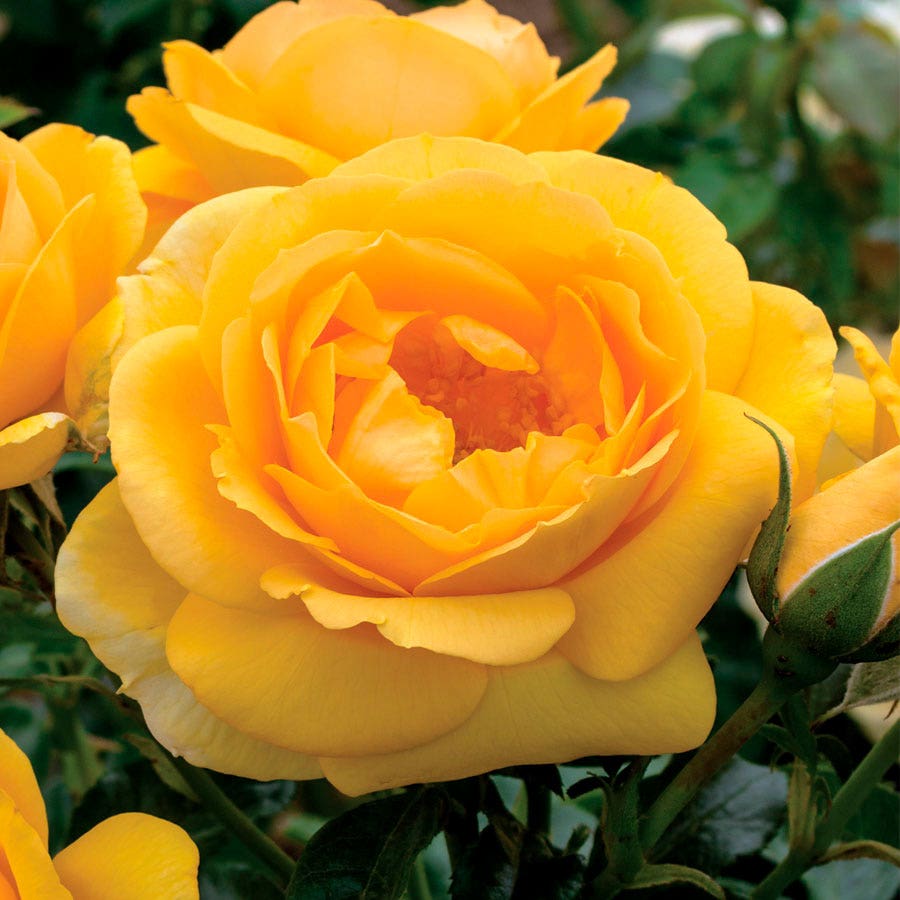 Rosa Soaring to Glory