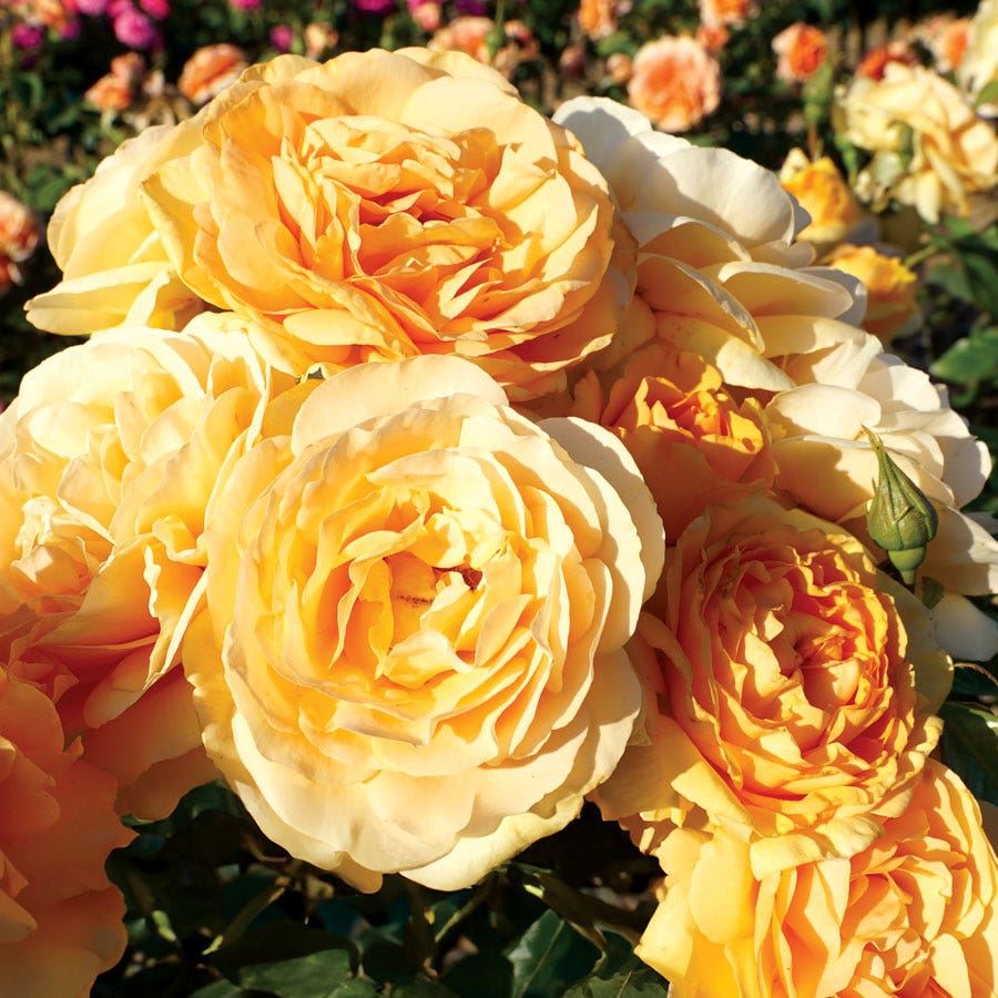 Rosa Soaring to Glory