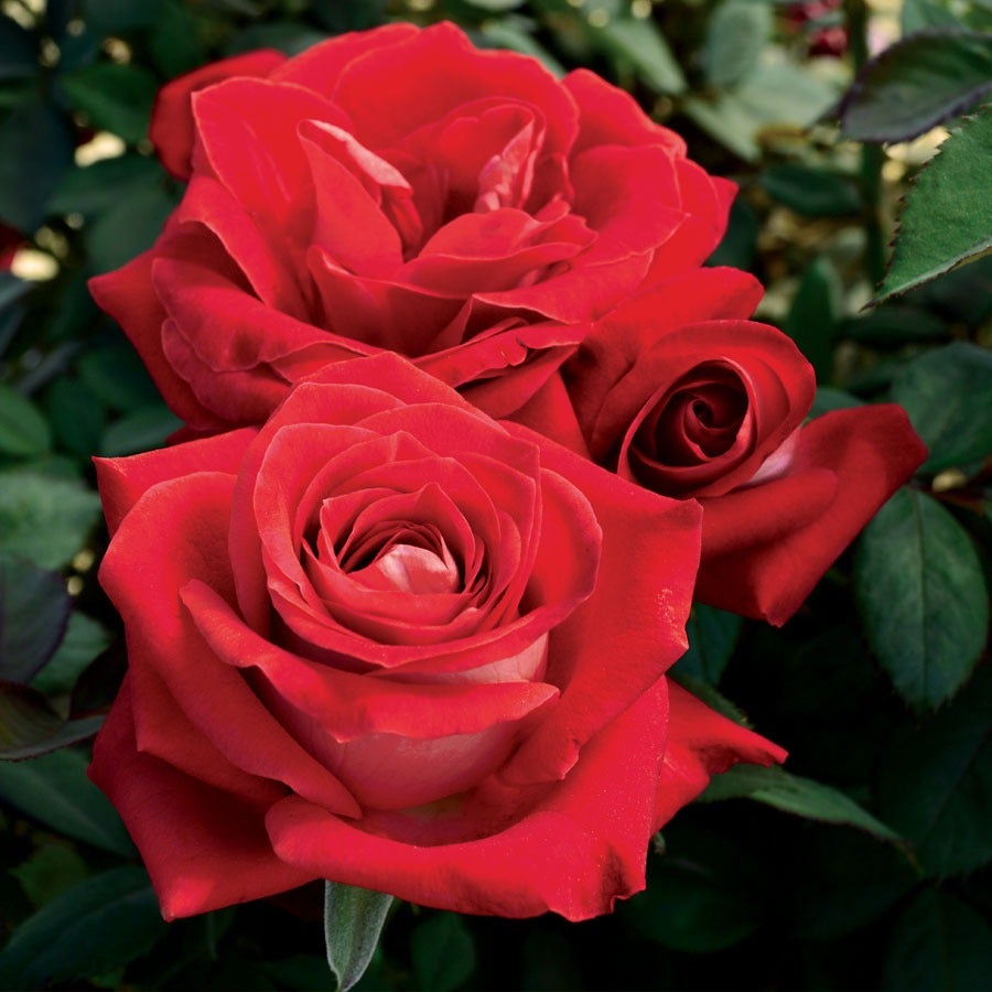 Rosa Grateful Heart®