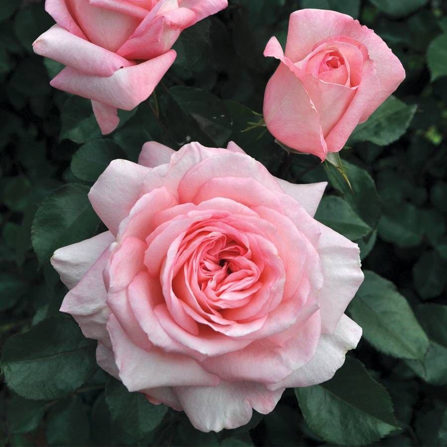 Rosa Savannah™ Sunbelt®