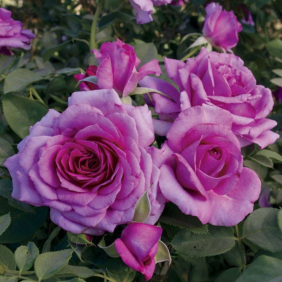 Rosa Simply Magnifiscent