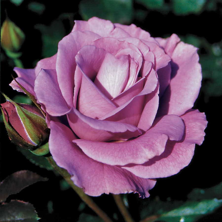 Rosa Angel Face