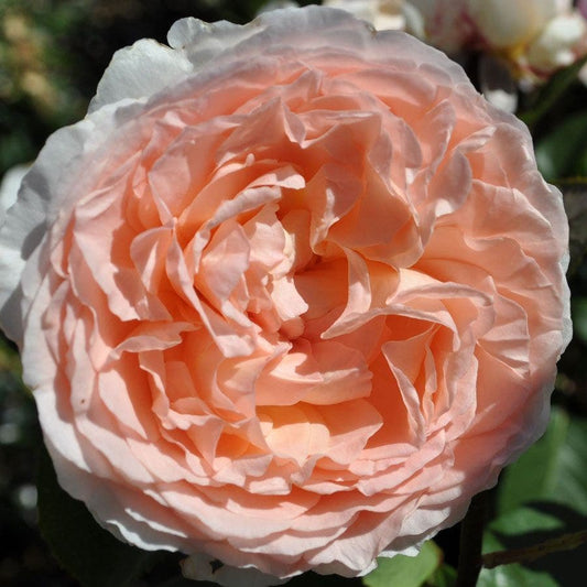 Rosa Parfuma® Bliss