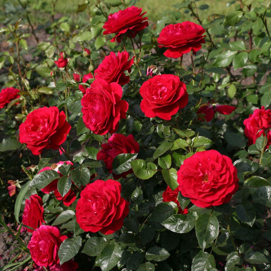 Bordeaux® Citiscape® Floribunda Rose