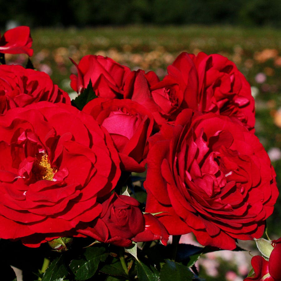 Bordeaux® Citiscape® Floribunda Rose