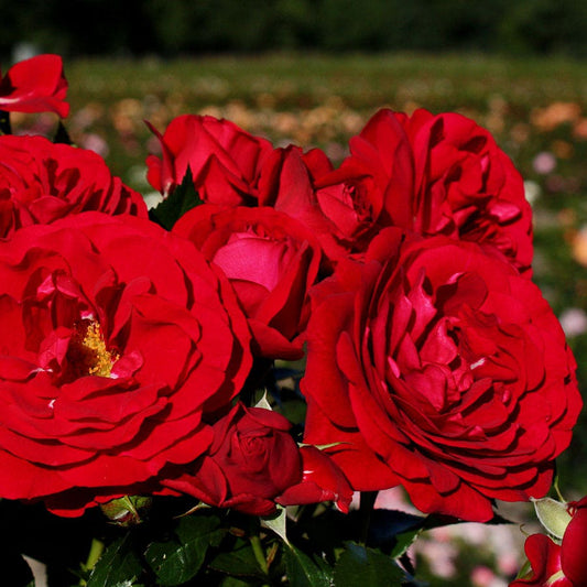 Bordeaux® Citiscape® Floribunda Rose