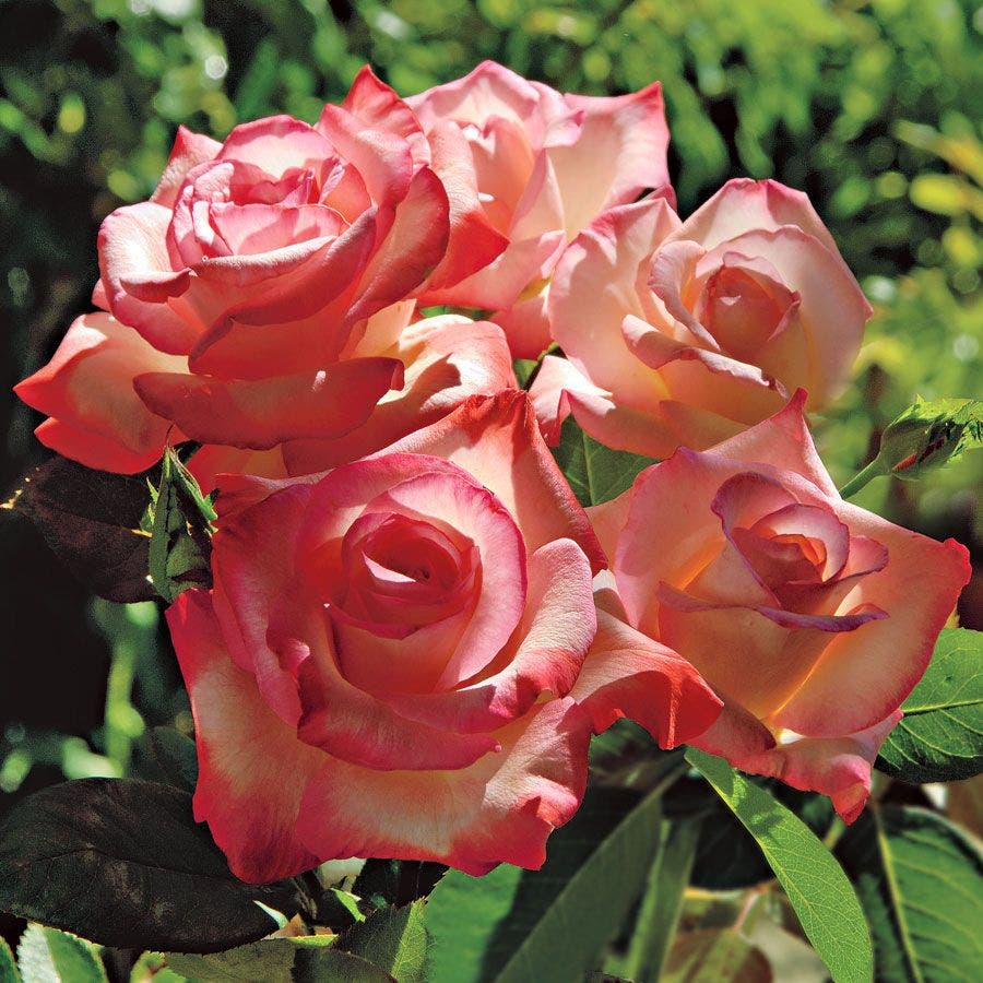 Gemini Hybrid Tea Rose