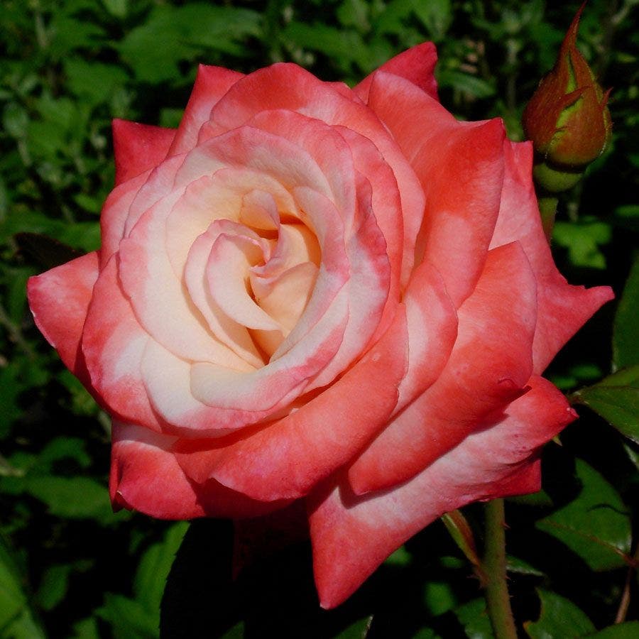 Gemini Hybrid Tea Rose