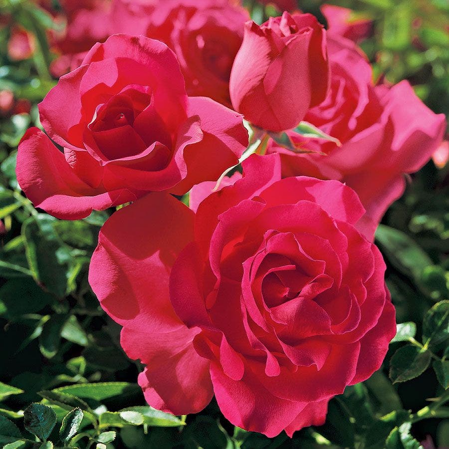 Rosa High Society