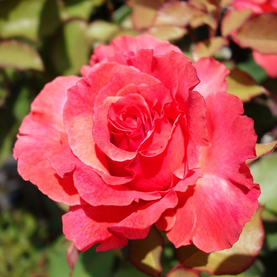 Rosa High Society
