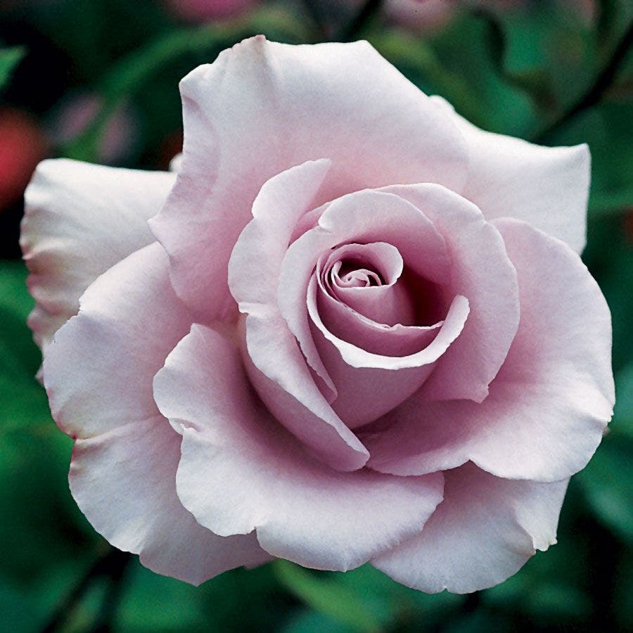 Rosa Lagerfeld