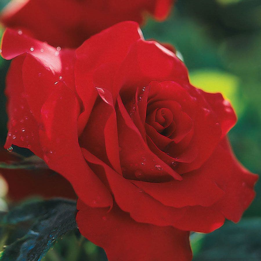 Rosa Opening Night