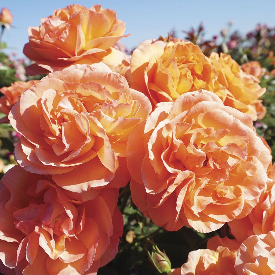 Rosa Outrageous