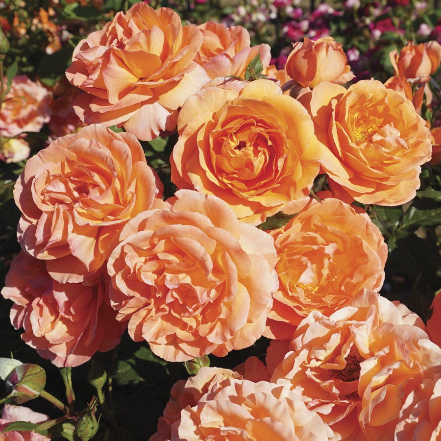 Rosa Outrageous