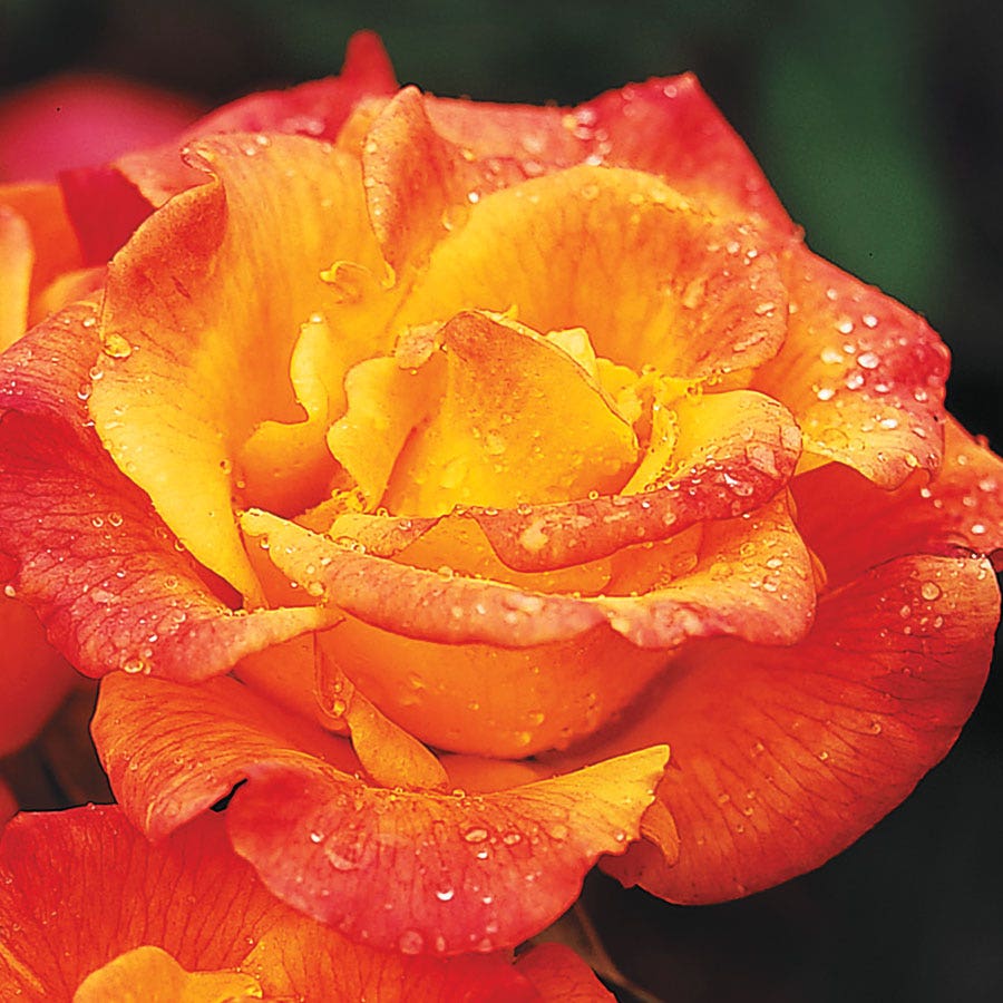 Rosa Rio Samba