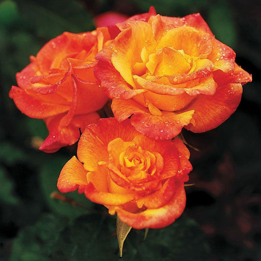 Rosa Rio Samba