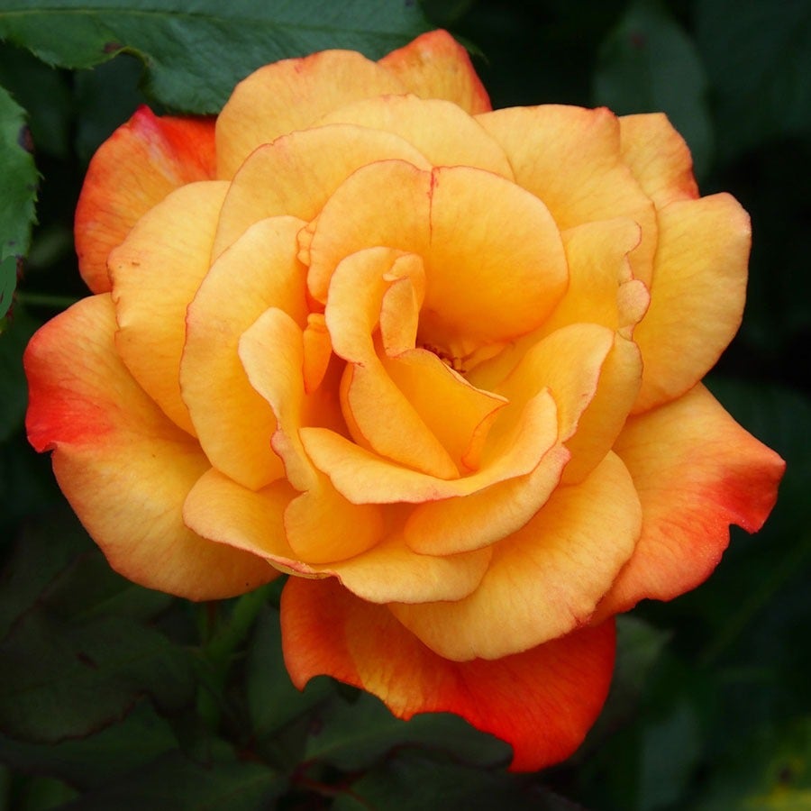 Rosa Rio Samba