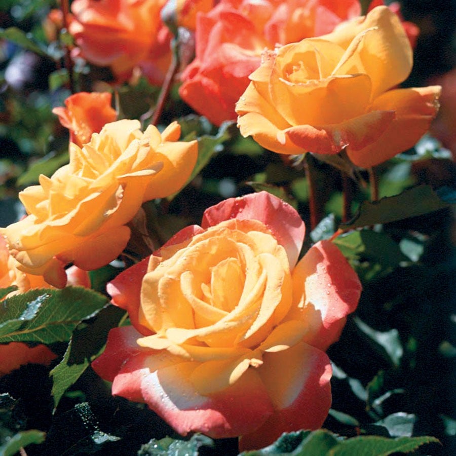 Rosa Rio Samba