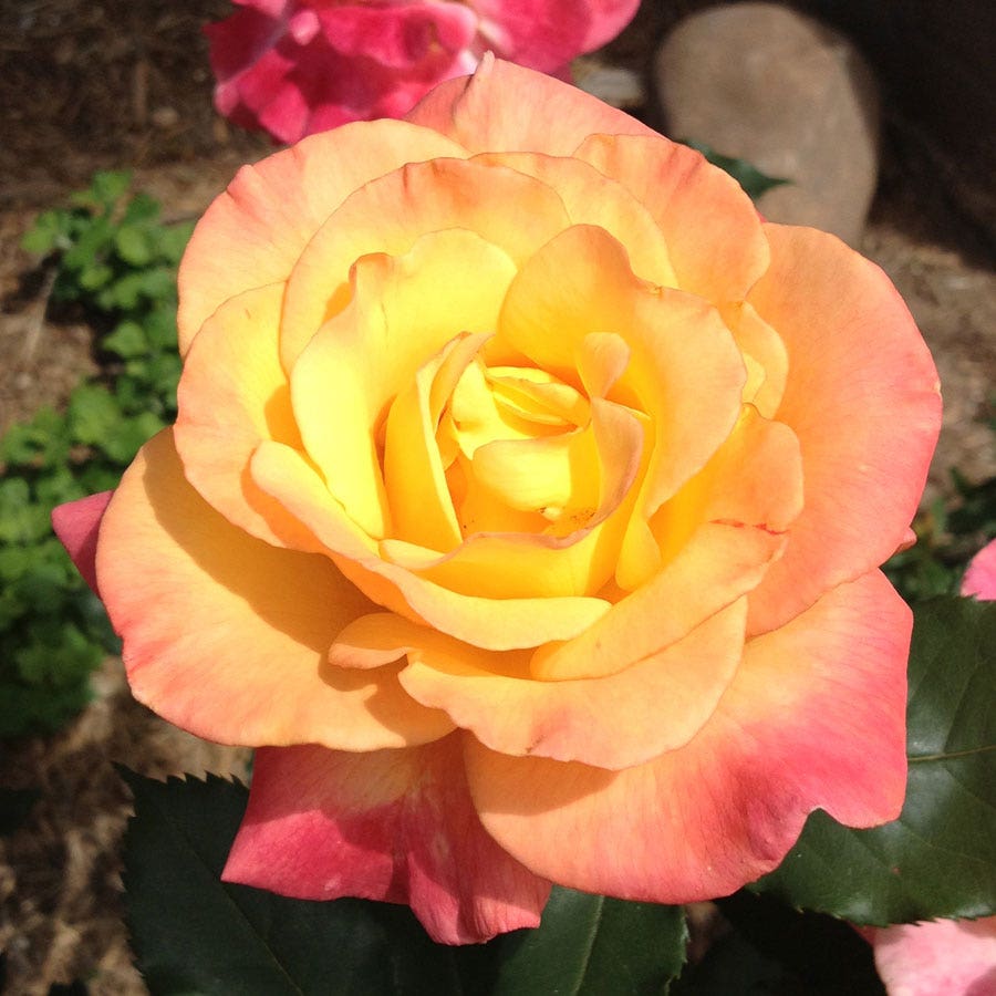 Rosa Rio Samba