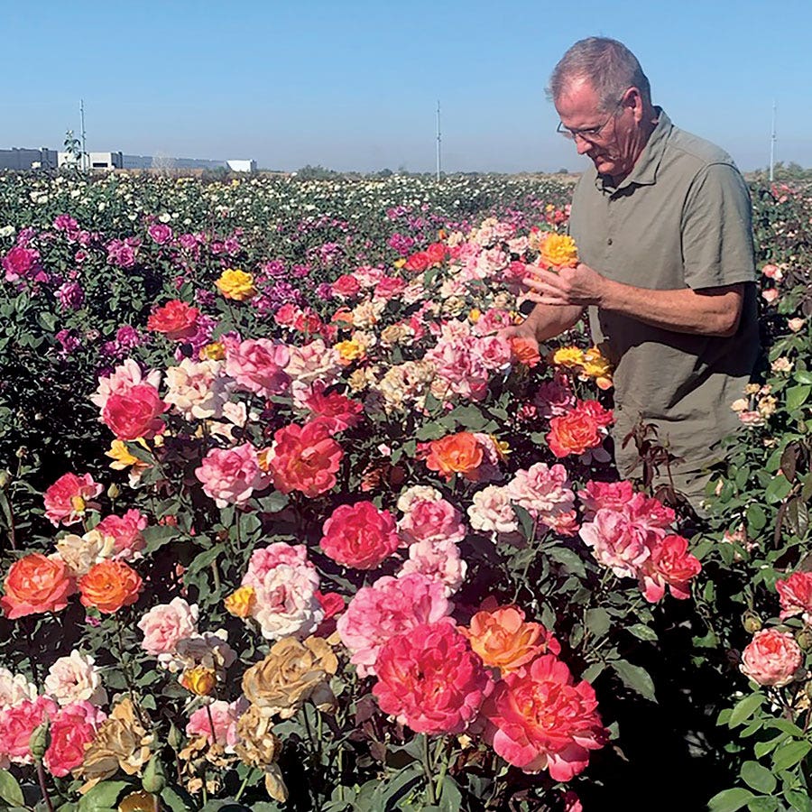 Rosa Rio Samba