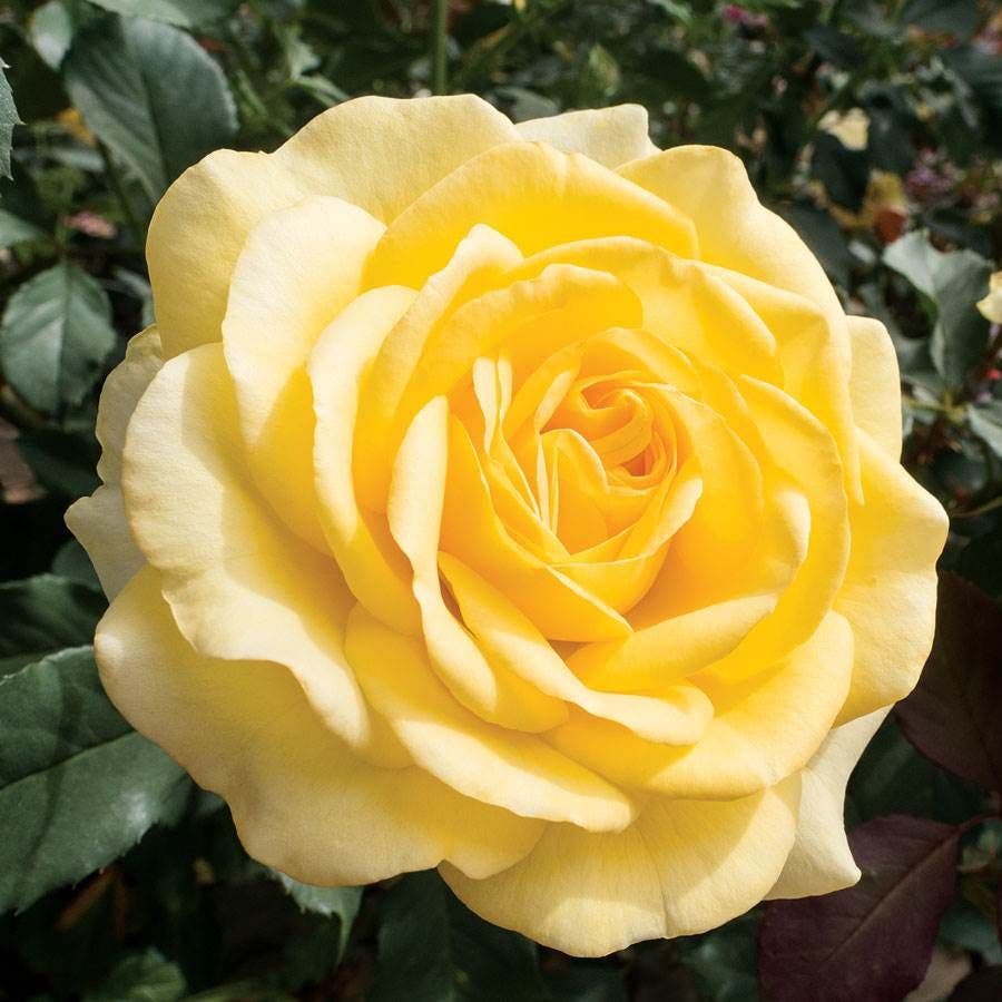 Rosa Honey Bee Kind