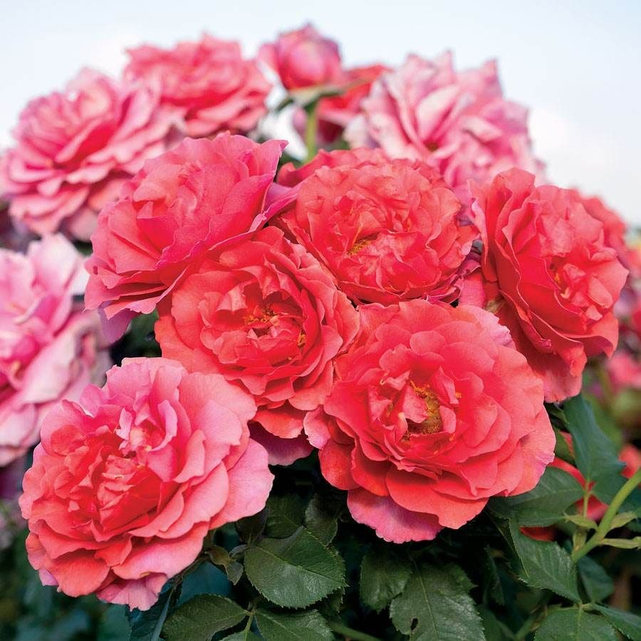 Rosa Honey Bee Haven