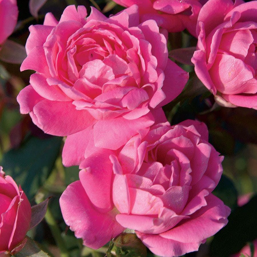 Rosa Pink Double Knock Out®