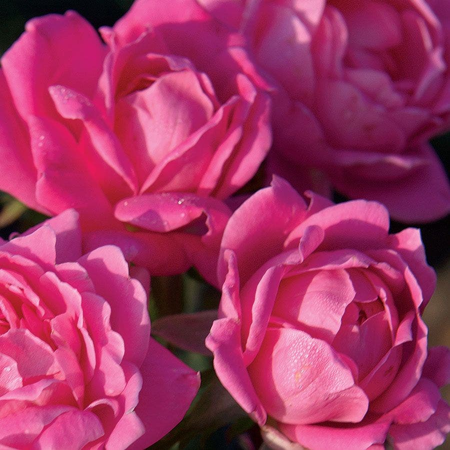 Rosa Pink Double Knock Out®