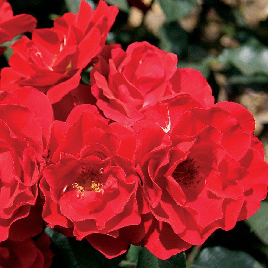 Rosa Double Knock Out®