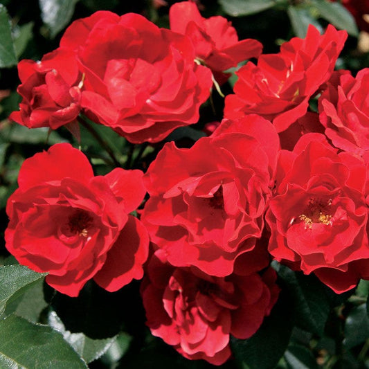 Rosa Double Knock Out®