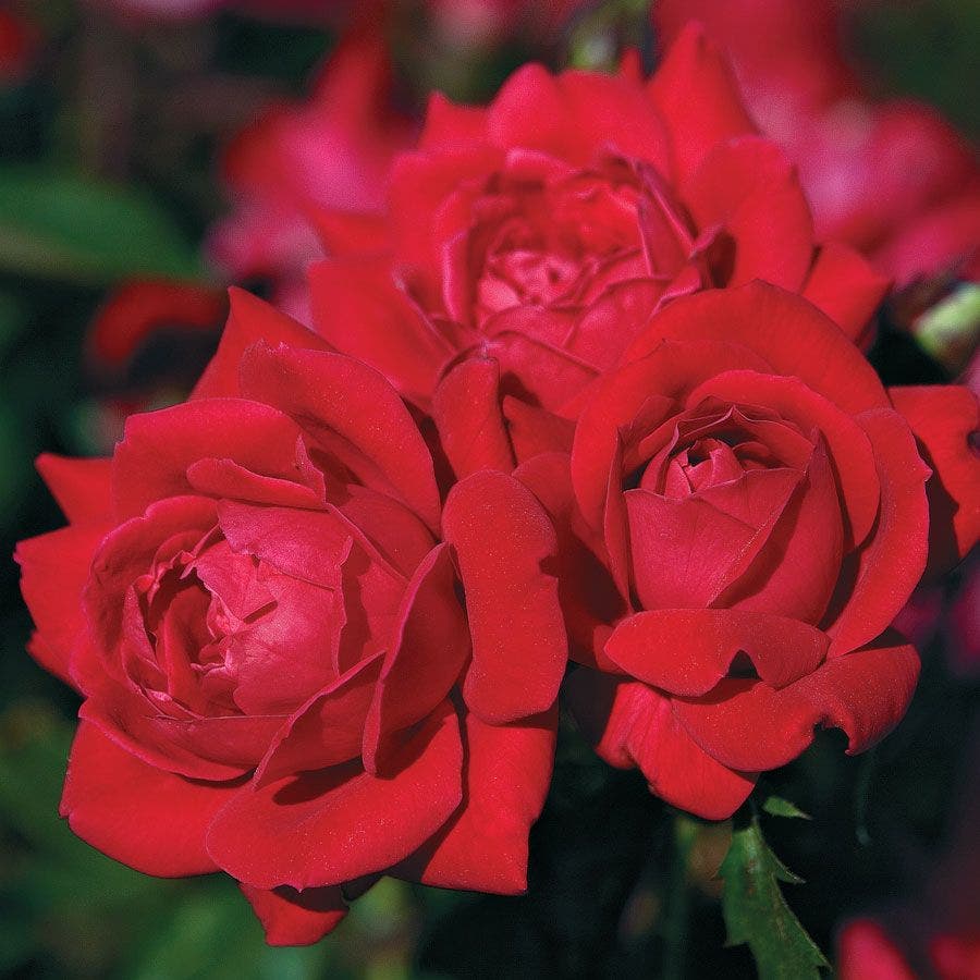 Rosa Double Knock Out®