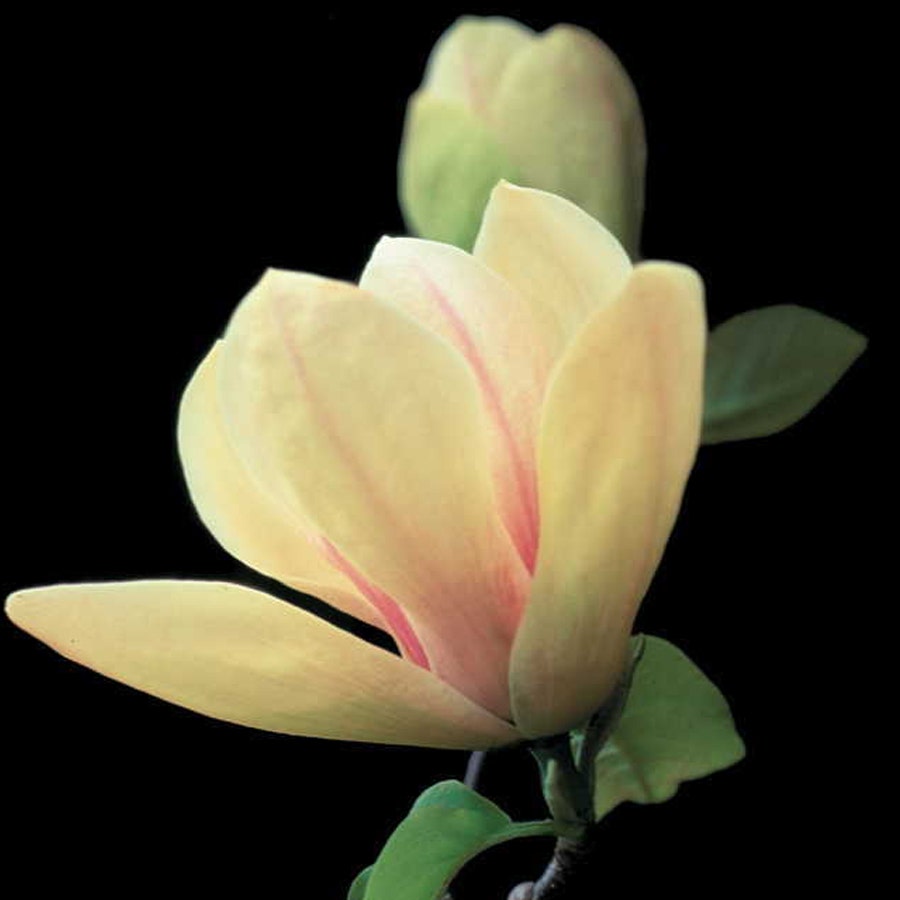 Magnolia 'Sunsation'