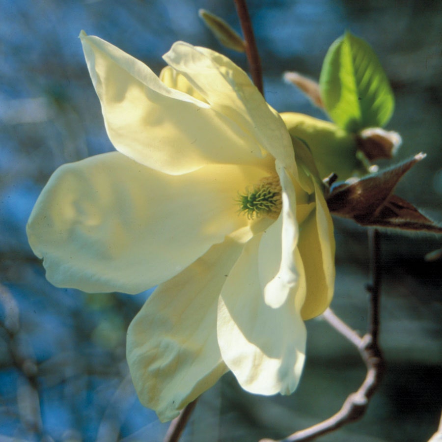 Magnolia 'Elizabeth'