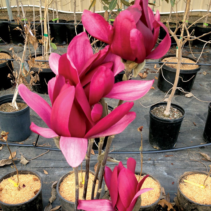 Magnolia 'Burgundy Star'