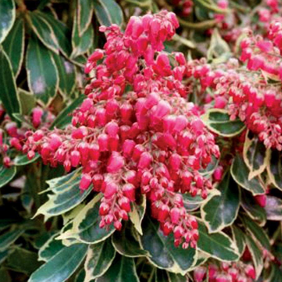 Pieris Passion Party™ Passion Frost