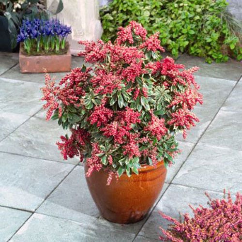 Pieris Passion Party™ Passion Frost