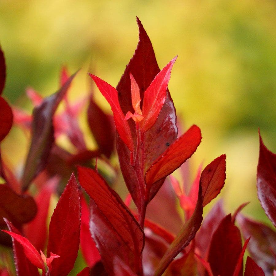 Leucothoe Leafscape™ 'Little Flames'