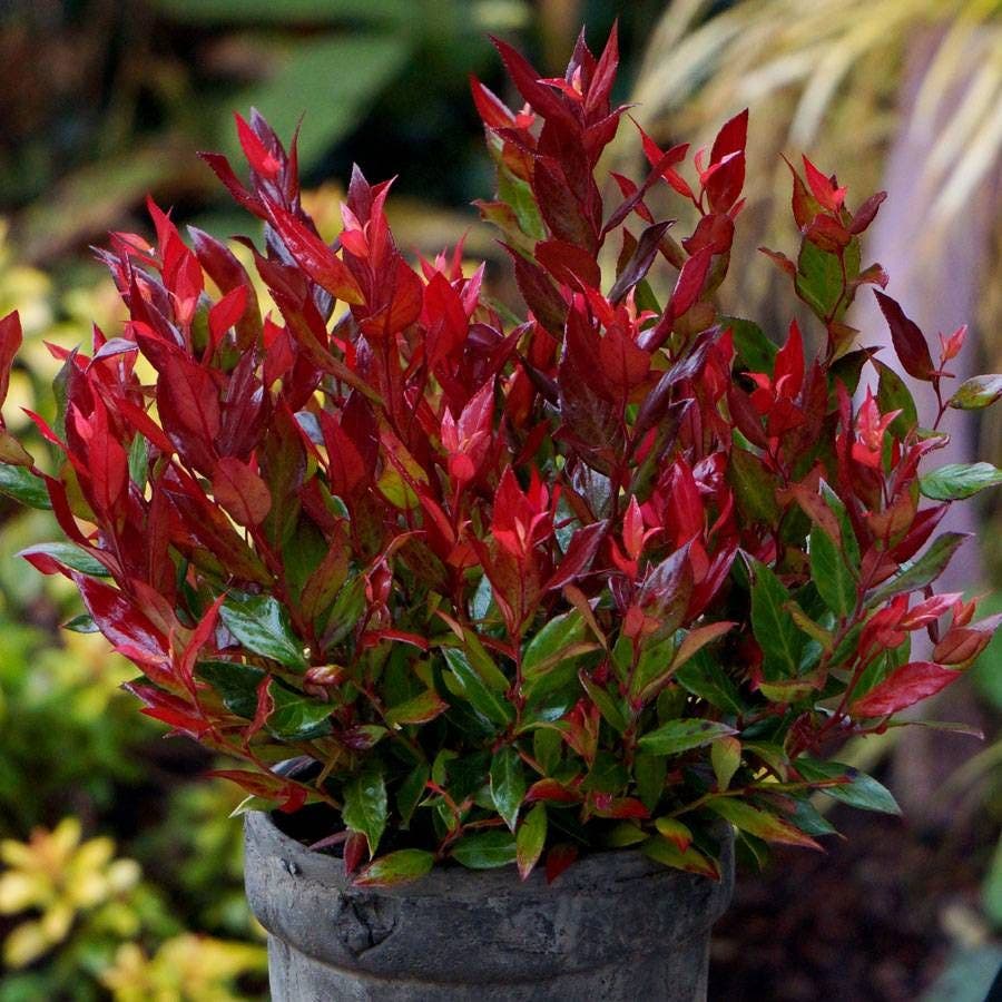 Leucothoe Leafscape™ 'Little Flames'