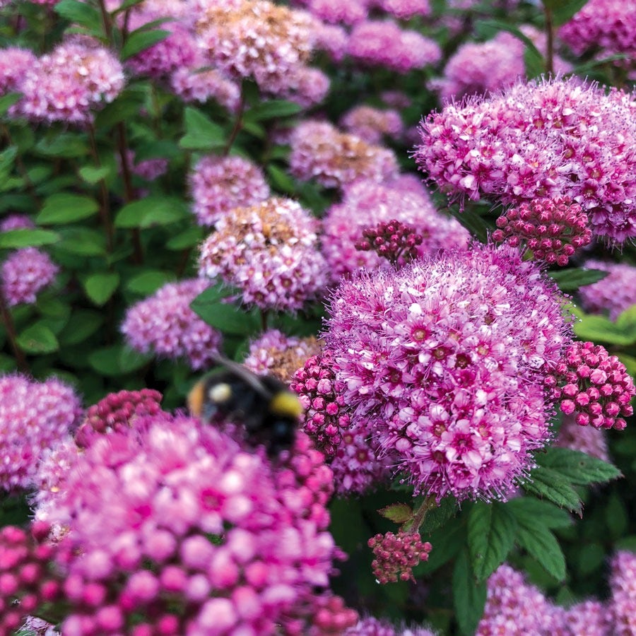 Spiraea Poprocks® Petite Meadowsweet