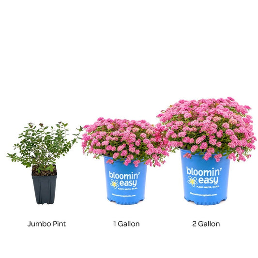 Spiraea Poprocks® Petite Meadowsweet