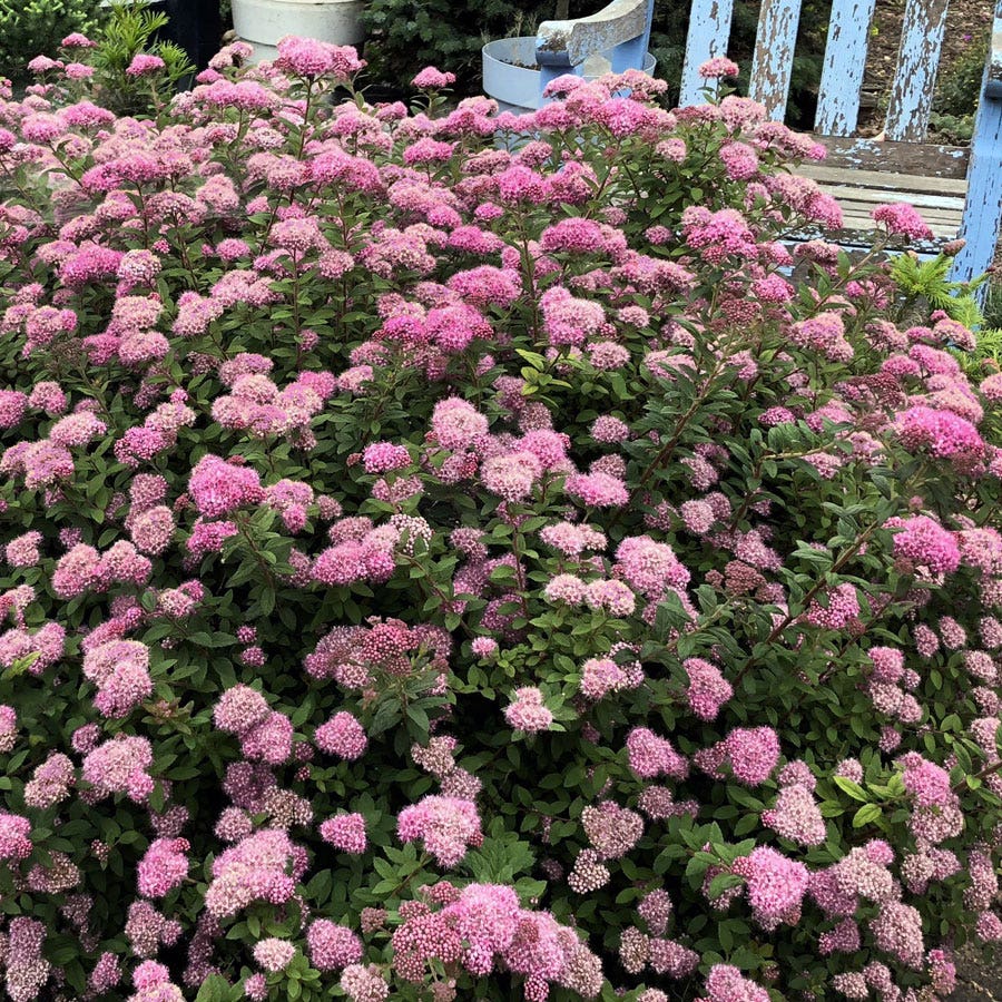 Spiraea Poprocks® Petite Meadowsweet