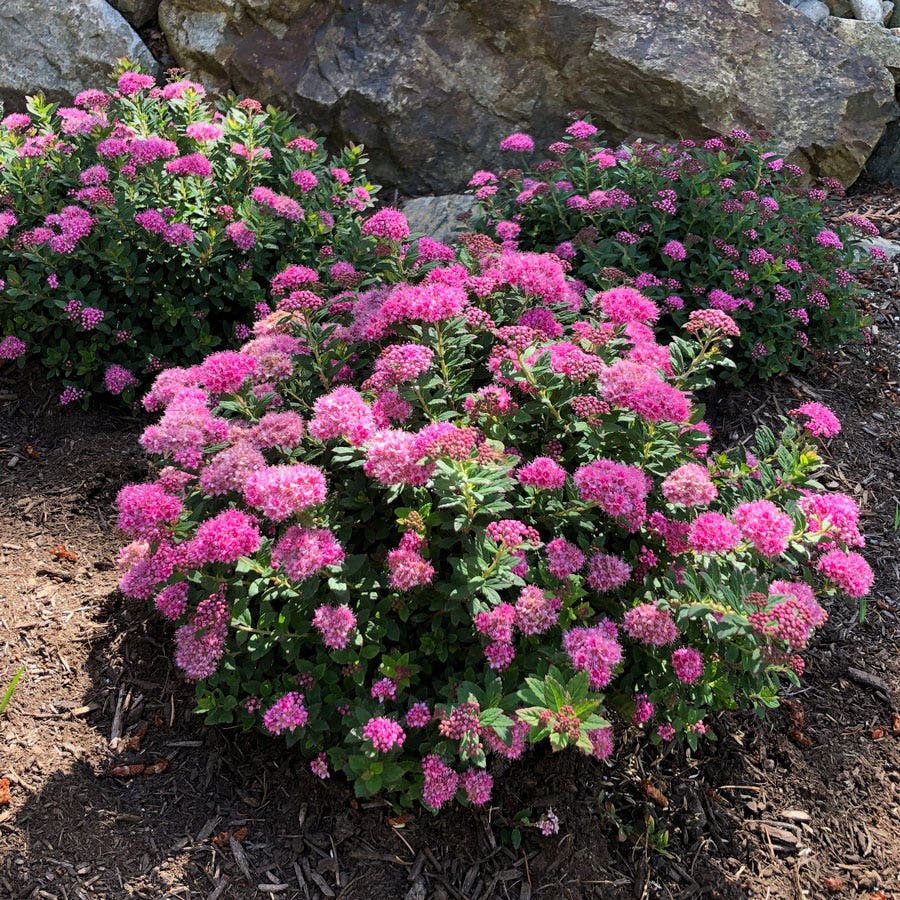 Spiraea Poprocks® Petite Meadowsweet