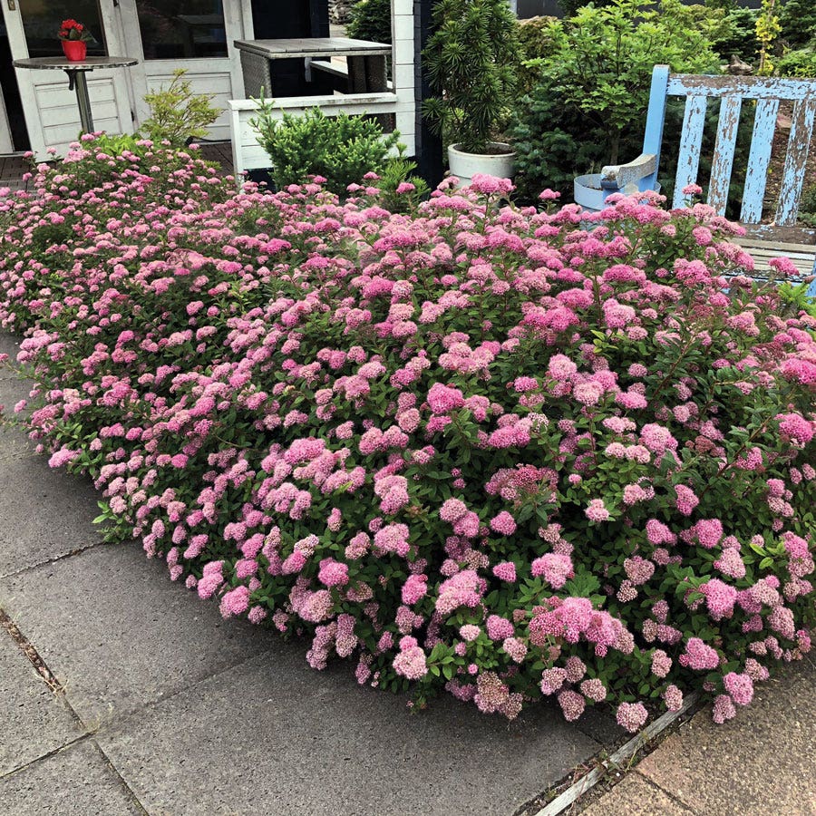 Spiraea Poprocks® Petite Meadowsweet