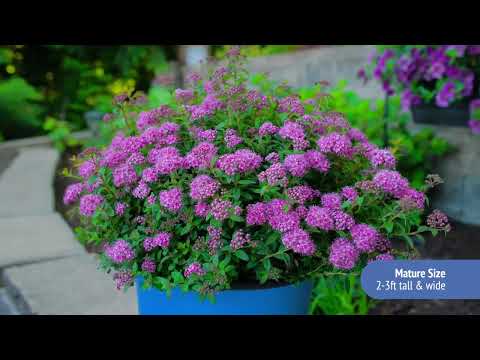 Spiraea Poprocks® Petite Meadowsweet